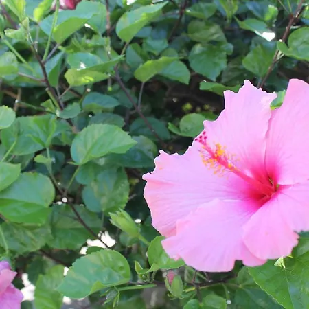 Terme Alexander Ξενοδοχείο 4*