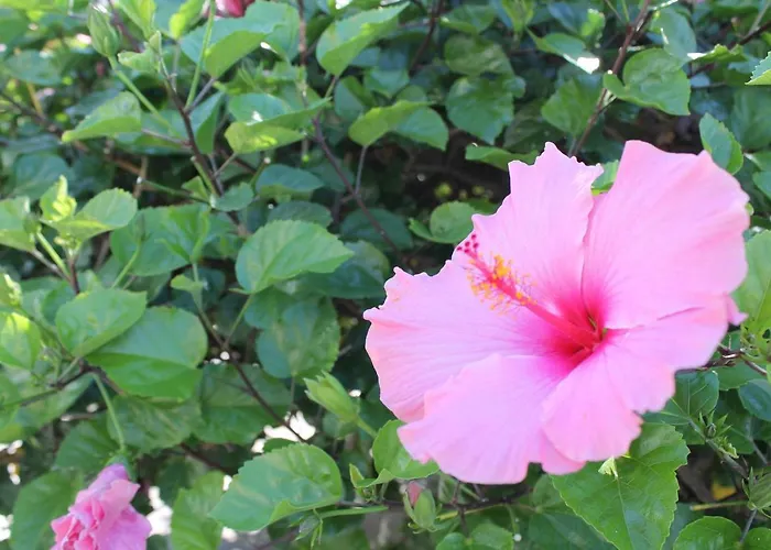 Terme Alexander Hotel 4*